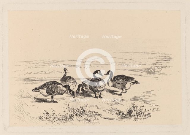 Oies bernacles. Creator: Karl Bodmer.