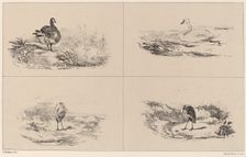 Oies, Cygnes, herons. Creator: Karl Bodmer