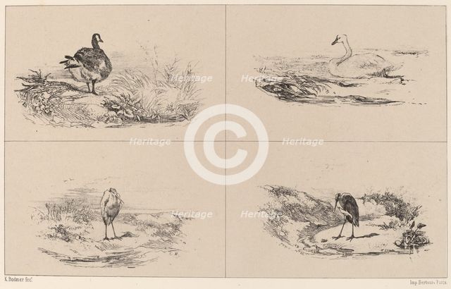 Oies, Cygnes, herons. Creator: Karl Bodmer.