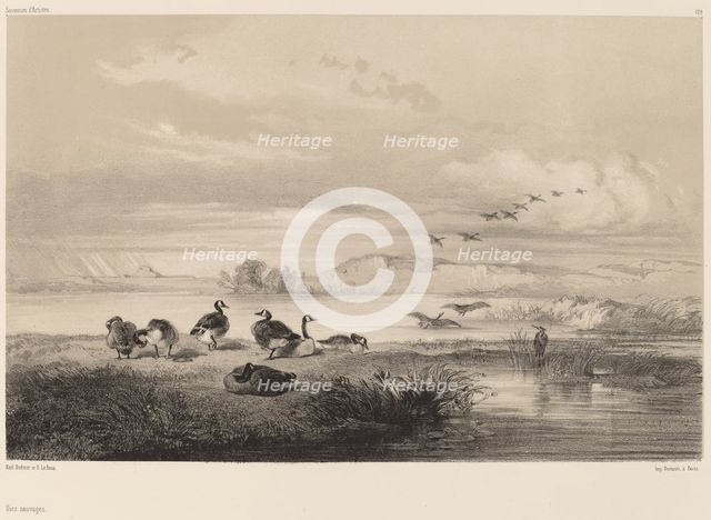 Oies sauvages. Creator: Karl Bodmer.