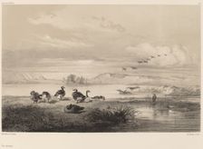 Oies sauvages. Creator: Karl Bodmer