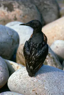 Oil pollution in Cornwall