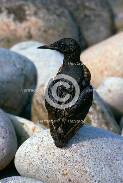 Oil pollution in Cornwall.