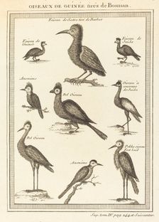 Oiseaux de Guinée tirés de Bosman. Creator: Unknown