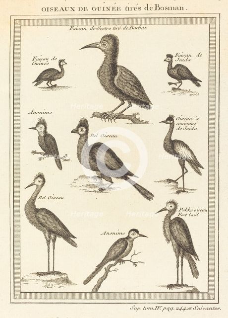 Oiseaux de Guinée tirés de Bosman. Creator: Unknown.