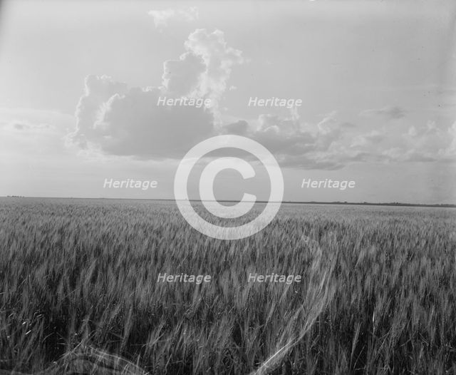 Oklahoma wheat, 1937. Creator: Dorothea Lange.