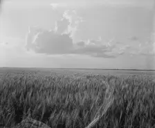 Oklahoma wheat, 1937. Creator: Dorothea Lange