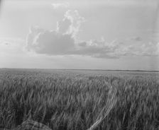 Oklahoma wheat, 1937. Creator: Dorothea Lange
