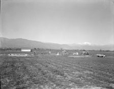 Oklahomans trying to make a new start in California, Near Los Angeles, 1936. Creator: Dorothea Lange