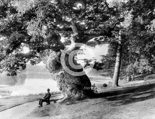 Old oak tree on the bank of the Great Lake, Blenheim Park, Woodstock, Oxfordshire, 1890. Artist: Henry Taunt.