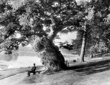 Old oak tree on the bank of the Great Lake, Blenheim Park, Woodstock, Oxfordshire, 1890. Artist: Henry Taunt