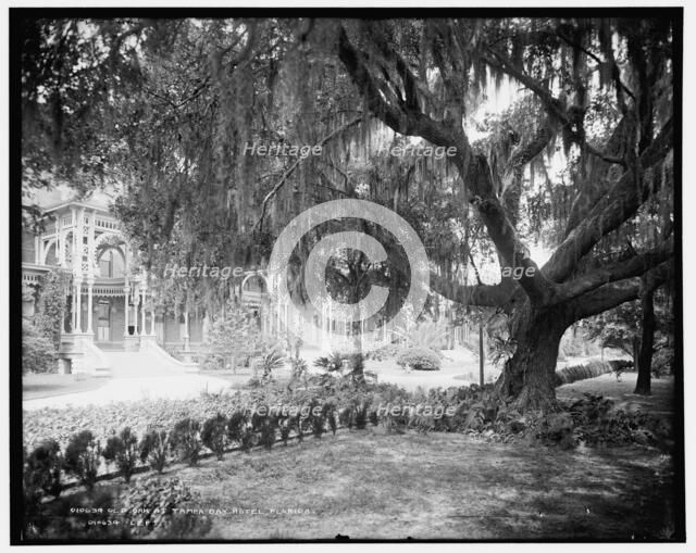 Old oak at Tampa Bay Hotel, Florida, c1902. Creator: William H. Jackson.
