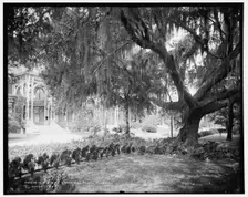 Old oak at Tampa Bay Hotel, Florida, c1902. Creator: William H. Jackson