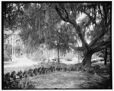 Old oak at Tampa Bay Hotel, Florida, c1902. Creator: William H. Jackson
