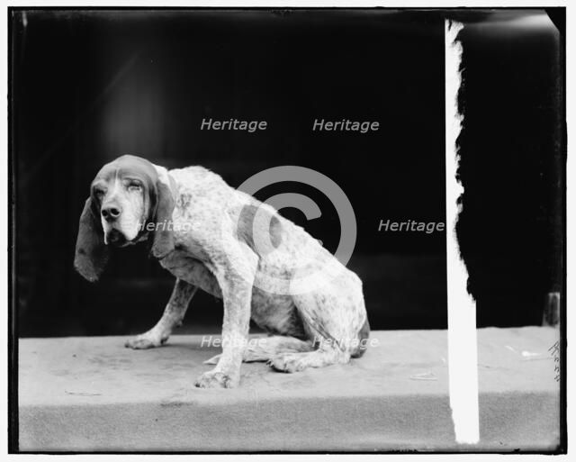 Old Ben, English fox hound, between 1895 and 1910. Creator: Unknown.