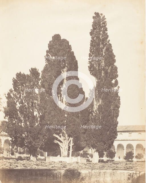 Old Cypress Trees in Carthusian Convent, Rome, 1853-56. Creator: Possibly by Jane Martha St. John.