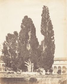 Old Cypress Trees in Carthusian Convent, Rome, 1853-56. Creator: Possibly by Jane Martha St. John