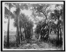 Old Causeway, near Ormond, Fla., c1894. Creator: William H. Jackson