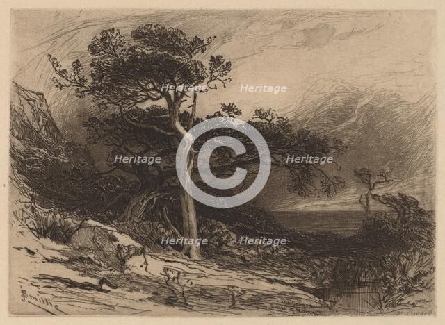 Old Cedars, Coast of Maine, 1880. Creator: James David Smillie.