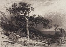 Old Cedars, Coast of Maine, 1880. Creator: James David Smillie