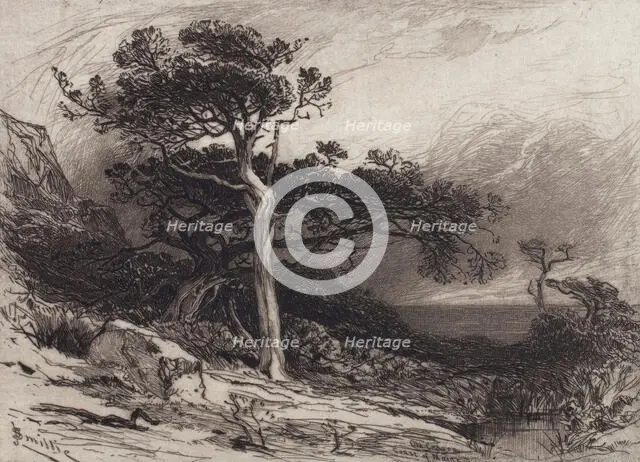 Old Cedars, Coast of Maine, 1880. Creator: James David Smillie.