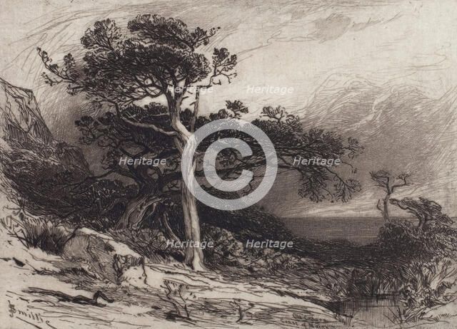 Old Cedars, Coast of Maine, 1880. Creator: James David Smillie.