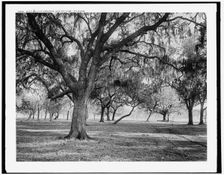 Old duelling grounds, New Orleans, Louisiana, c1900. Creator: Unknown