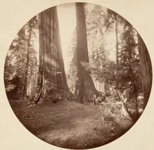 Old Dominium and Uncle Tom's Tavern. Calaveras Grove, ca. 1878. Creator: Carleton Emmons Watkins