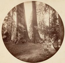 Old Dominium and Uncle Tom's Tavern. Calaveras Grove, ca. 1878. Creator: Carleton Emmons Watkins