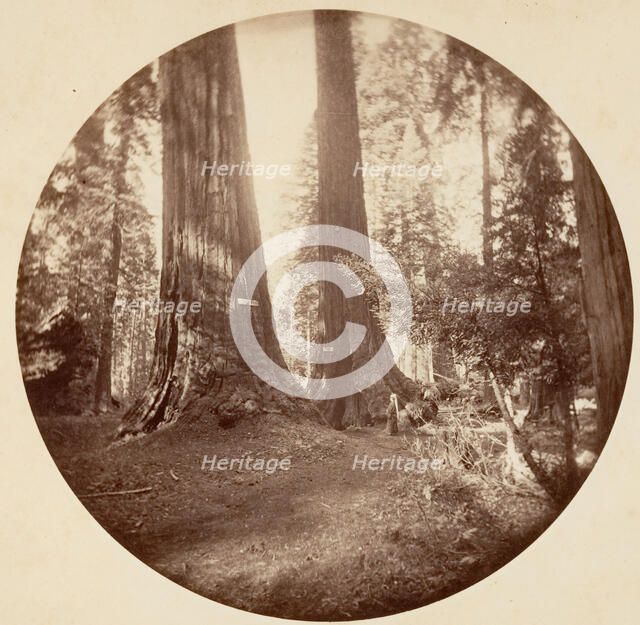 Old Dominium and Uncle Tom's Tavern. Calaveras Grove, ca. 1878. Creator: Carleton Emmons Watkins.