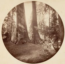 Old Dominium and Uncle Tom's Tavern. Calaveras Grove, ca. 1878. Creator: Carleton Emmons Watkins