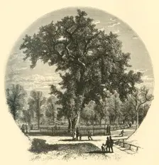 Old Elm, Boston Common 1874. Creator: John Filmer