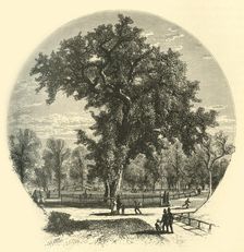 Old Elm, Boston Common 1874. Creator: John Filmer