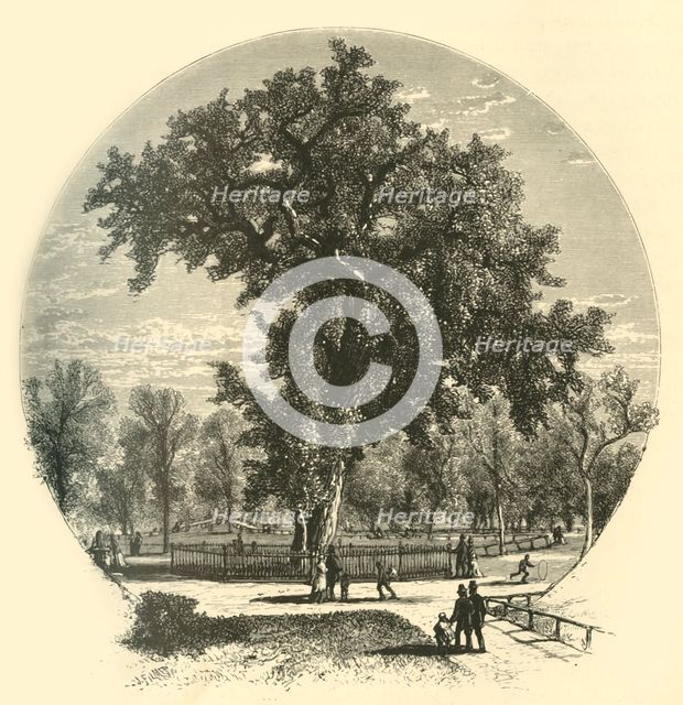 'Old Elm, Boston Common', 1874.  Creator: John Filmer.