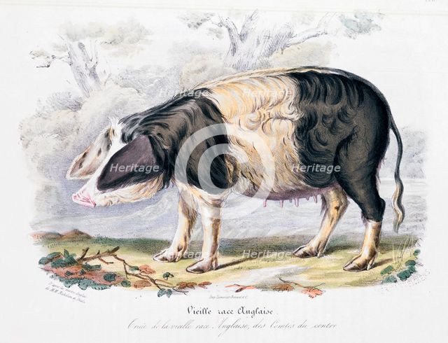 Old English breed of pig, 1842. Creator: Unknown.