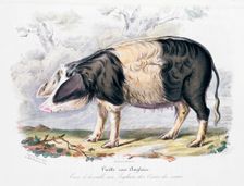 Old English breed of pig, 1842. Creator: Unknown