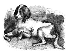 Old English hound 1848