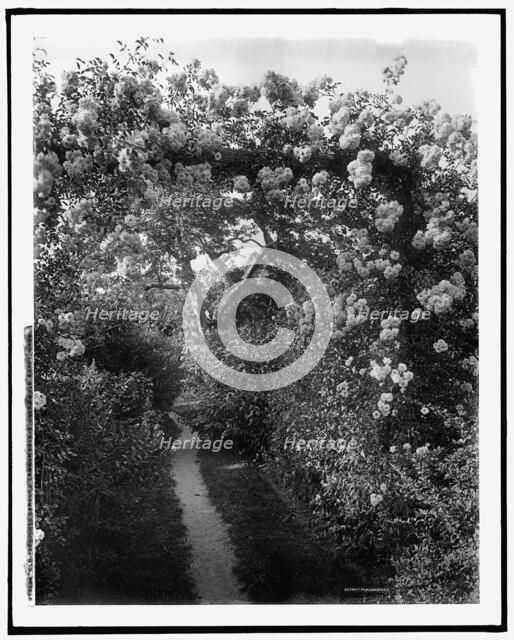 Old fashioned gardens, Lawson estate, Dreamwold, Egypt, Mass., between 1900 and 1920. Creator: Unknown.