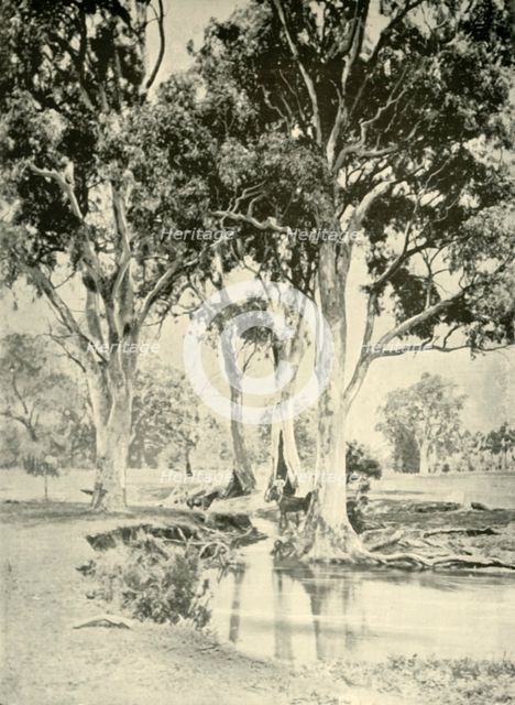 'Old Gums, Mt. Crawford, South Australia', 1901. Creator: Unknown.