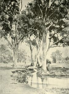 Old Gums, Mt. Crawford, South Australia 1901. Creator: Unknown
