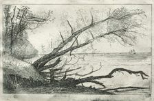 Old Sycamore, 1877. Creator: Otto H. Bacher (American, 1856-1909)