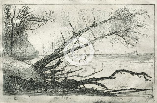 Old Sycamore, 1877. Creator: Otto H. Bacher (American, 1856-1909).