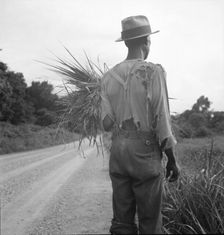 Old time Negro living on cotton patch near Vicksburg, Mississippi, 1936. Creator: Dorothea Lange