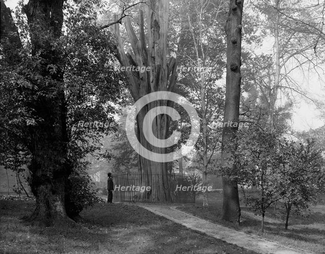 Old tree in Bartram's Park [Bartram's Gardens], Philadelphia, Pa., c1908. Creator: Unknown.