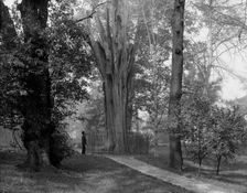 Old tree in Bartram's Park [Bartram's Gardens], Philadelphia, Pa., c1908. Creator: Unknown