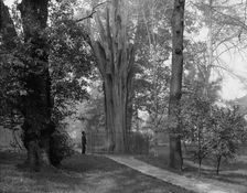 Old tree in Bartram's Park [Bartram's Gardens], Philadelphia, Pa., c1908. Creator: Unknown