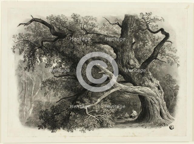 Old Tree in the Billah - Sherwood Forest, n.d. Creator: John Rawson Walker.