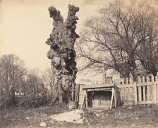 Old Tree near Chatham, 1850s. Creator: Unknown
