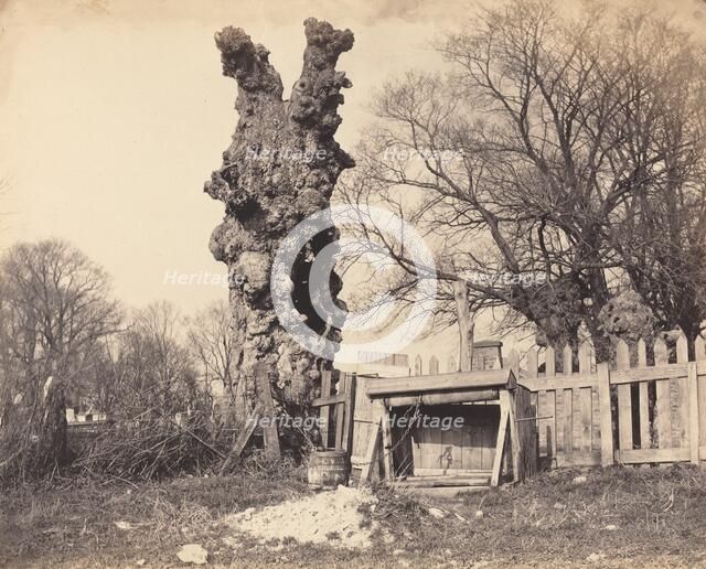 Old Tree near Chatham, 1850s. Creator: Unknown.