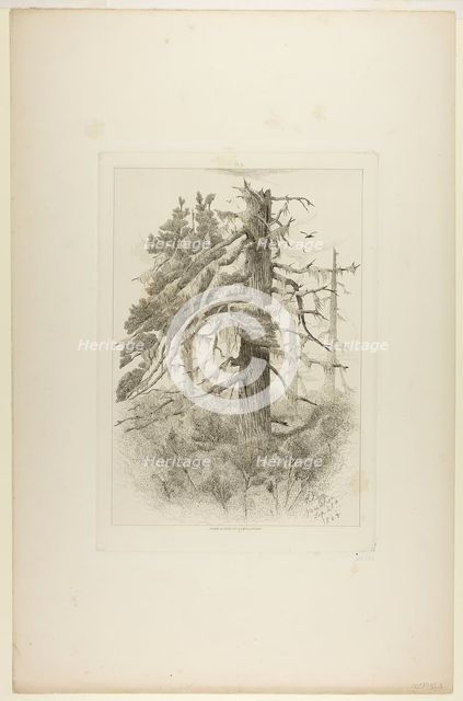 Old Trees at Naushon Island, 1864. Creator: Robert Swain Gifford.